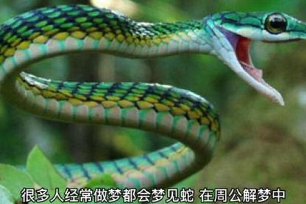 梦见大蛇是什么预兆男人-梦见大蛇是什么预兆男人解梦