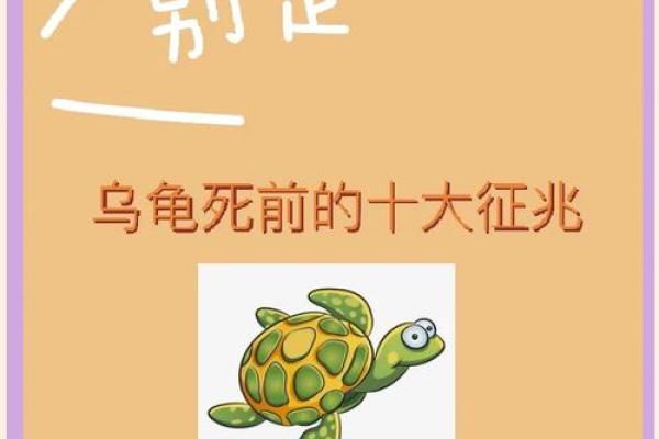 梦到乌龟是什么征兆 女性(梦到乌龟是什么征兆 女性周公解梦)