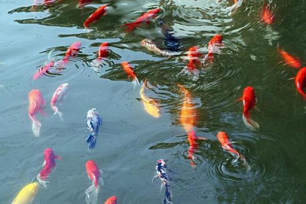 女人梦见水里密密麻麻的鱼(女人梦见水里密密麻麻的鱼在游动)