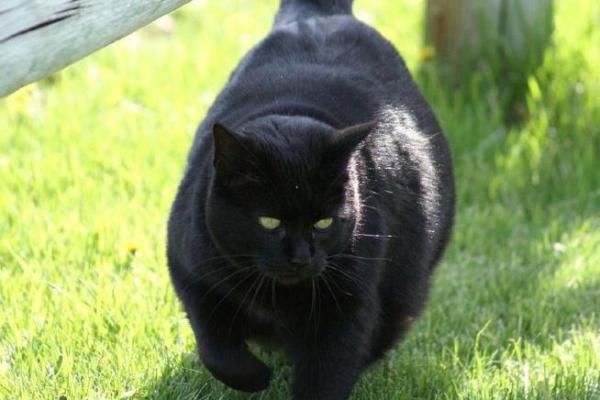 梦见黑猫(梦见黑猫咬我)