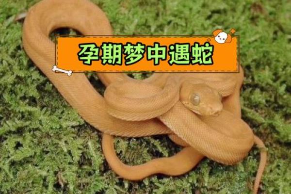 梦到蛇是什么征兆 女性(梦到被蛇咬是什么征兆 女性)