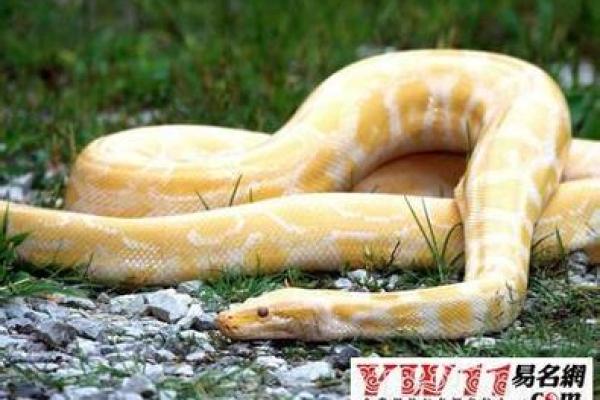 男人梦见蛇是什么意思(男人梦见蛇是什么意思还被咬了)