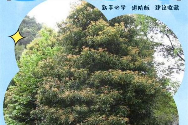 带楠的公司名字(楠字取公司名有什么寓意)