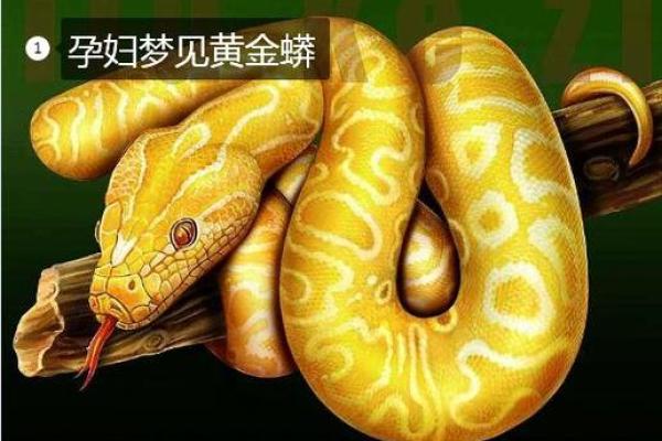 梦到大蟒蛇是什么征兆 女性(孕妇梦到大蟒蛇是什么征兆 女性)
