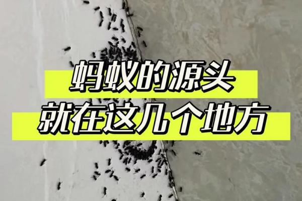 梦见蚂蚁成群是什么意思(梦见蚂蚁成群是什么意思我用水冲了)