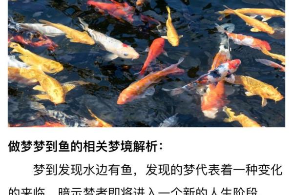 梦见鱼在水里游(梦见鱼在水里游是什么预兆 女性)