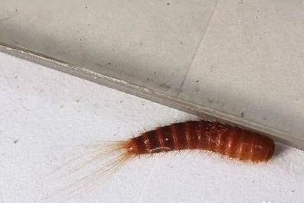 女人梦到蠕动的软体虫子(女人梦到蠕动的软体虫子到处爬)
