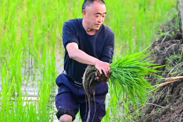 梦见插秧苗是什么兆头(梦见插秧苗是什么兆头一)