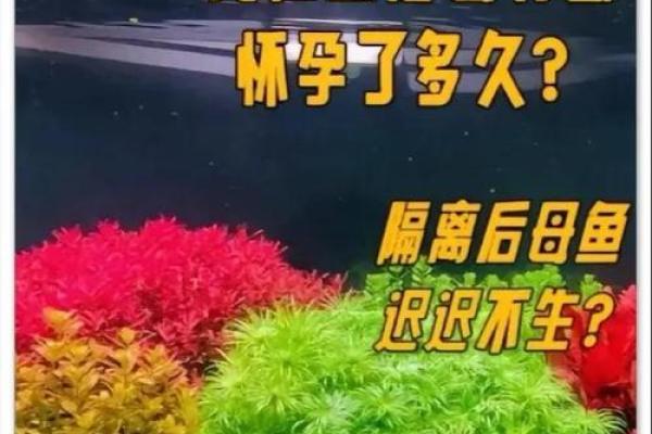 女人梦见鱼是什么征兆(离婚女人梦见鱼是什么征兆) 女人梦见鱼是什么征兆(离婚女人梦见鱼是什么征兆)