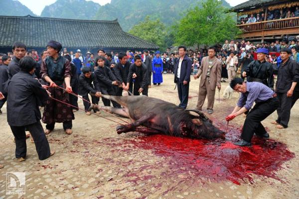 梦见杀牛是什么预兆(梦见杀牛是什么预兆梦见奶奶杀牛)