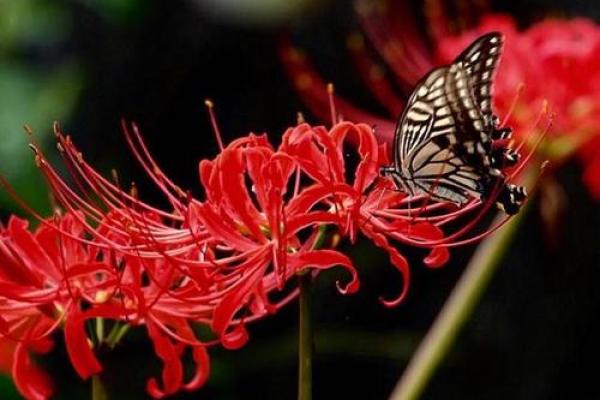 梦见花是什么预兆(梦见花是什么预兆 女性解梦)