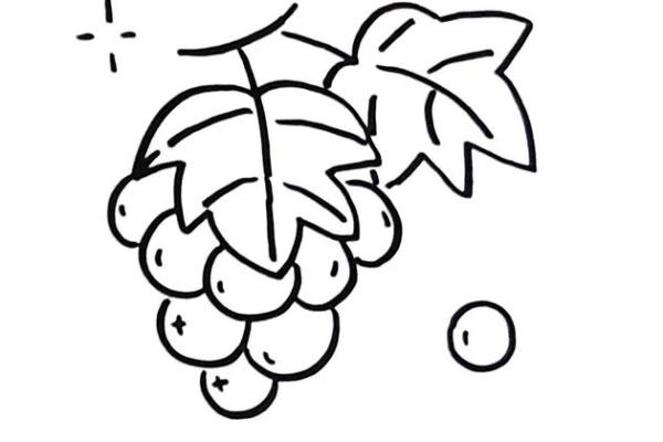 小葡萄(小葡萄简笔画)