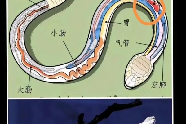梦见打蛇是什么预兆(梦见打蛇是什么预兆男人)