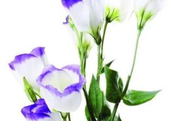 巨蟹座的幸运(巨蟹座的幸运花和守护花是什么)