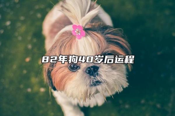 1982属狗巨蟹座(1982属狗走大运在哪一年) 1982属狗巨蟹座(1982属狗走大运在哪一年)